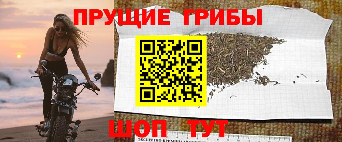Псилоцибиновые грибы Psilocybe  Псилоцибиновые грибы Psilocybe  Жуковский  купить закладку  Вход с VPN 